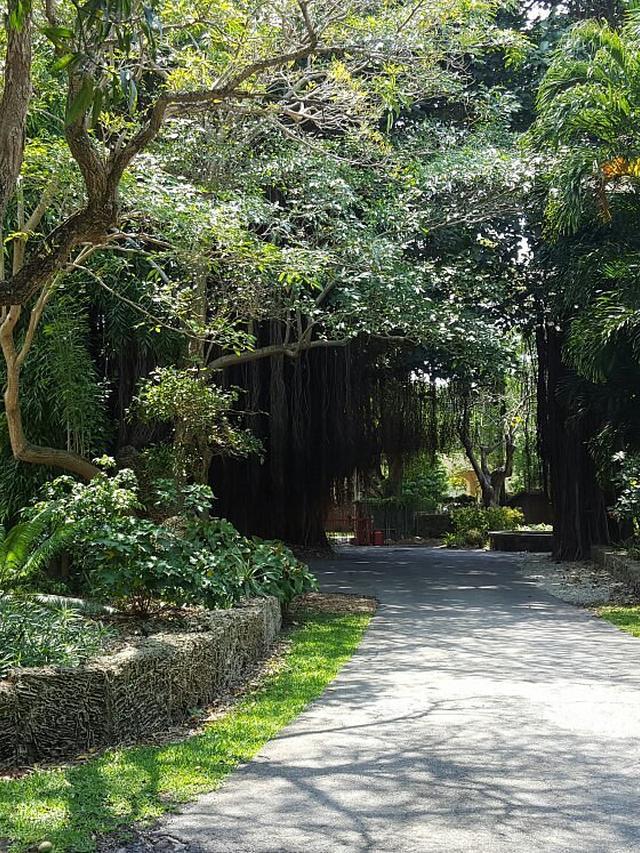 Exploring the Beautiful and Tranquil Kampong National Tropical Botanical Garden in Coconut Grove, Miami.