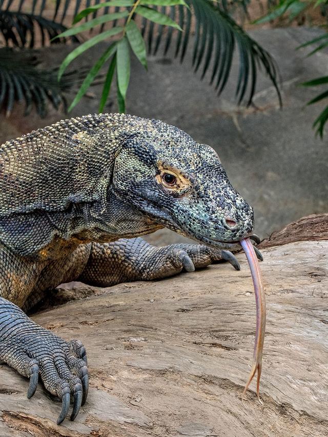 Famous Komodo Dragons in History