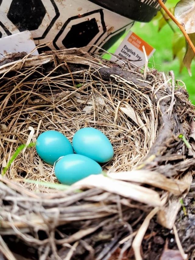 Fascinating Facts About Bird Eggs