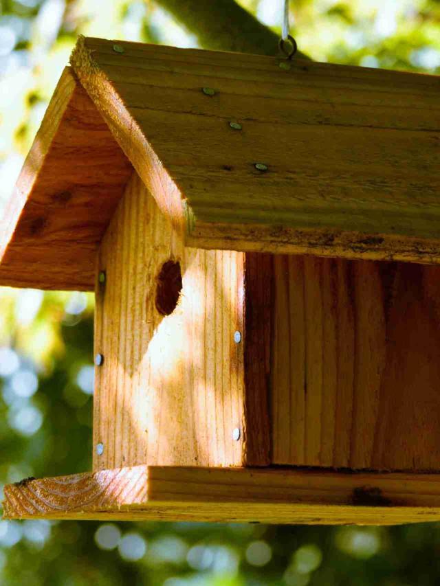 Fun and Easy Bird House Kits for Summer Projects