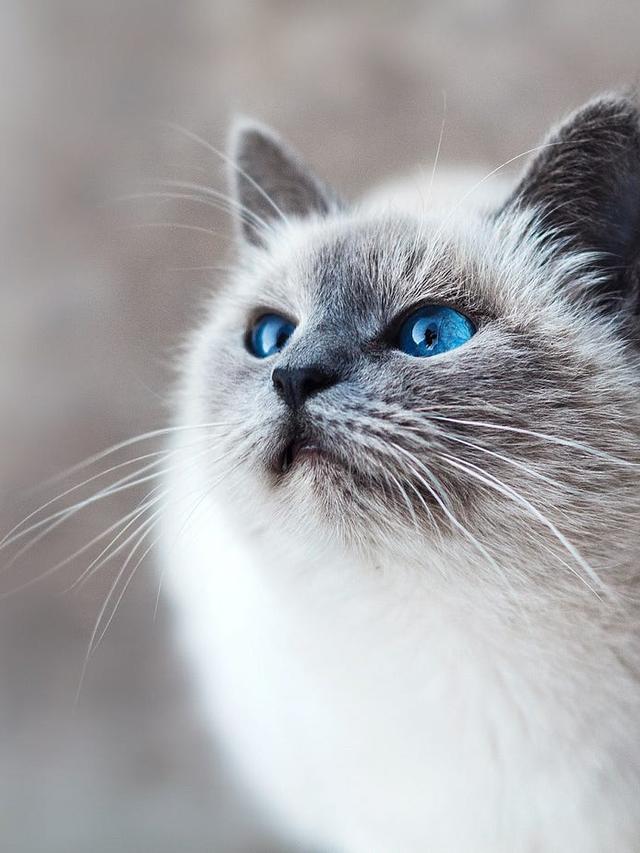 Gentle Cat Breeds for First-Time Owners