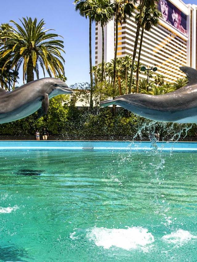 Getting Close to Wildlife at Siegfried & Roy’s Secret Garden and Dolphin Habitat in Las Vegas