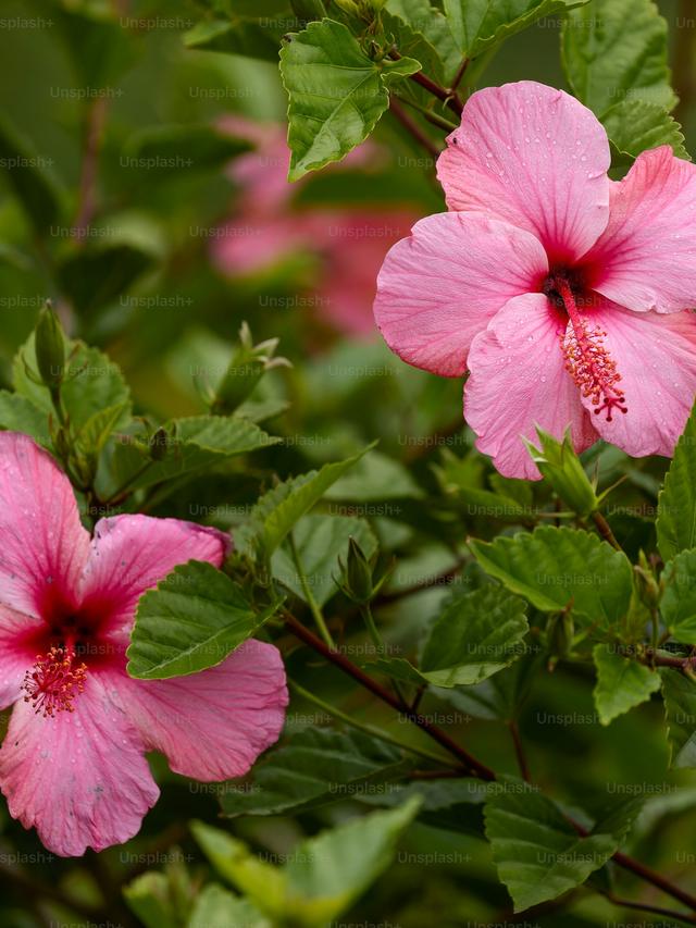 Growing Hibiscus: A Beautiful Summer Perennial