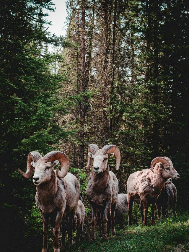 How Aries Manages Stress: Effective Techniques for the Fiery Ram