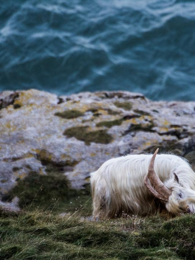 How Capricorn Handles Stress: Disciplined and Structured Approaches for the Goat