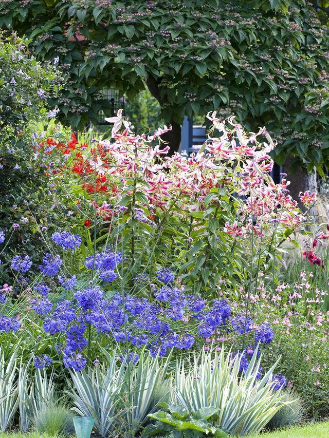 How to Combine Colors and Textures with the Top 10 Perennial Flowers for Low Maintenance Gardens