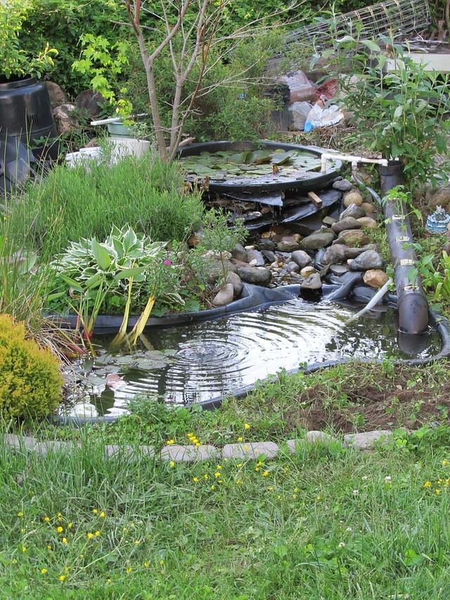 How to Create a Wildlife Pond in Your Garden: Attracting Birds and Butterflies