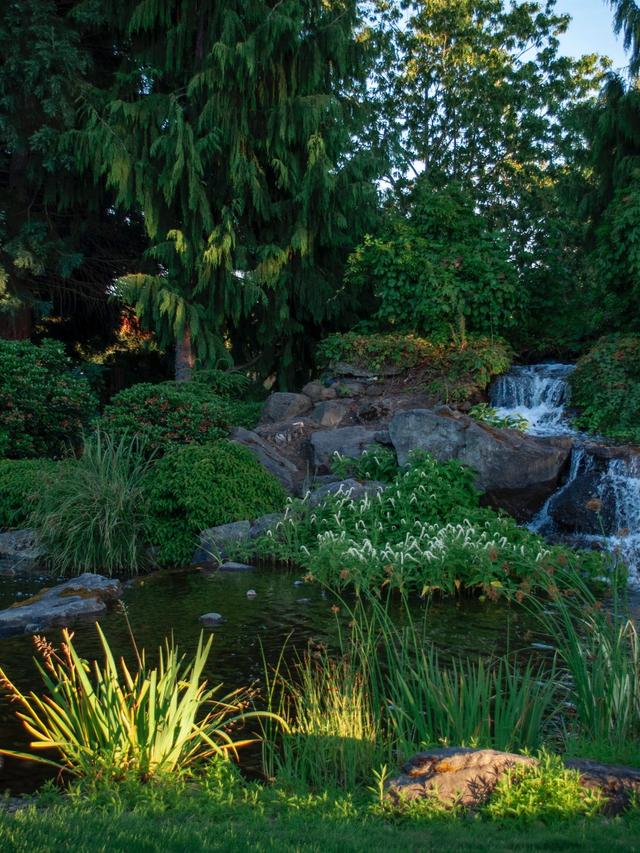 How to Create a Wildlife Pond in Your Garden: Choosing the Perfect Location