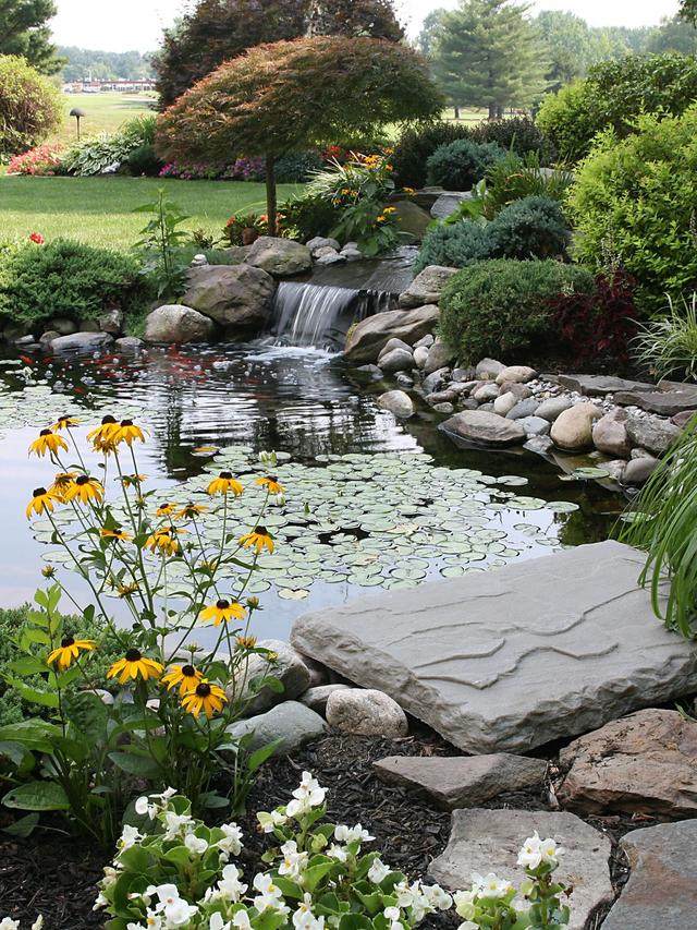 How to Create a Wildlife Pond in Your Garden: Preventing Algae Growth