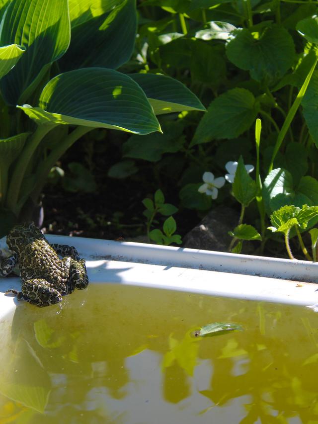 How to Create a Wildlife Pond in Your Garden to Provide Habitat for Frogs and Toads