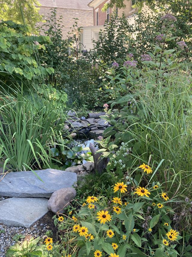 How to Create a Wildlife Pond in Your Garden with Native Aquatic Plants