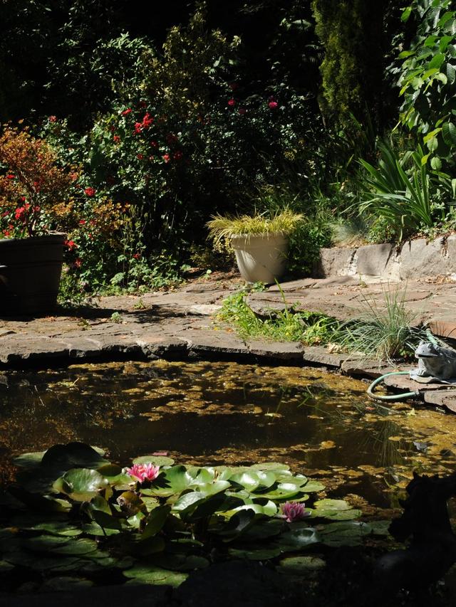 How to Create a Wildlife Pond in Your Garden with Natural Filtration Systems