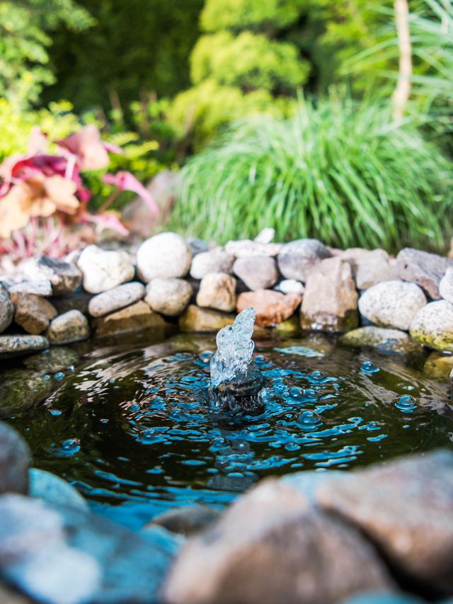 How to Create a Wildlife Pond in Your Garden with Water Features and Fountains