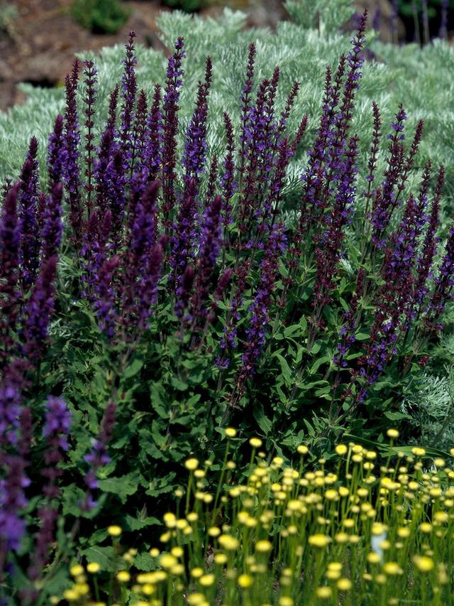 How to Grow Perennial Salvia for Lasting Blooms