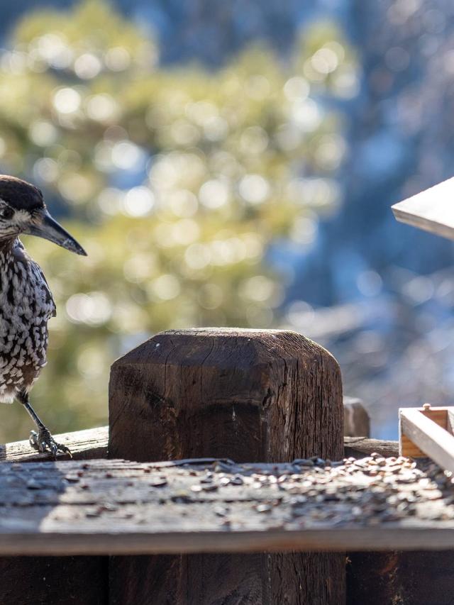 How to Maintain a Clean and Healthy Bird Bath