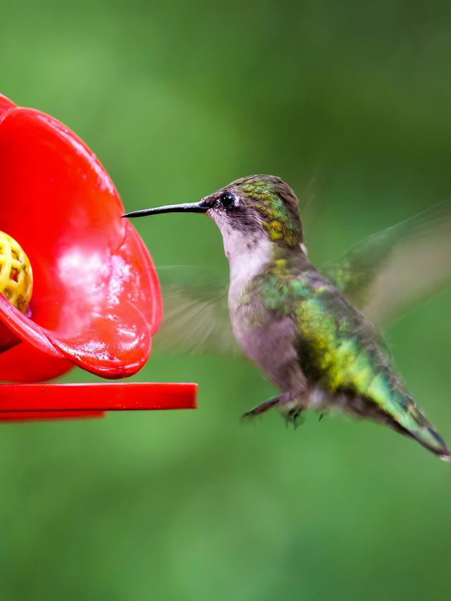 How to Make a Homemade Hummingbird Feeder