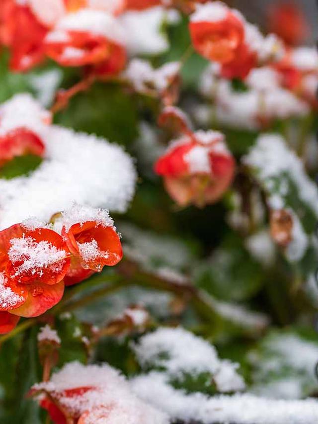 How to Overwinter the Longest Lasting Perennial Flower in Cold Climates