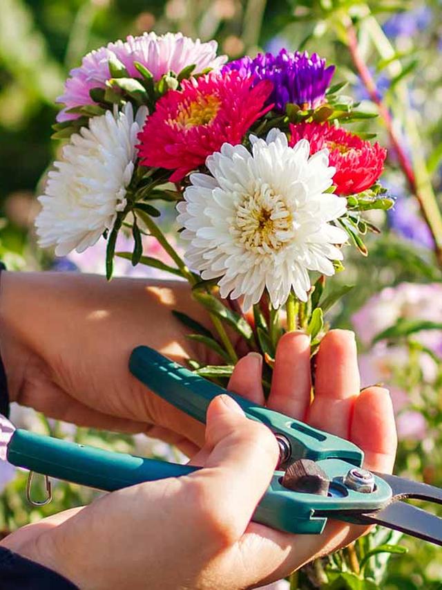 How to Propagate the Longest Lasting Perennial Flower Successfully