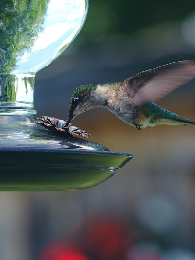 How to Set Up a Hummingbird Feeder