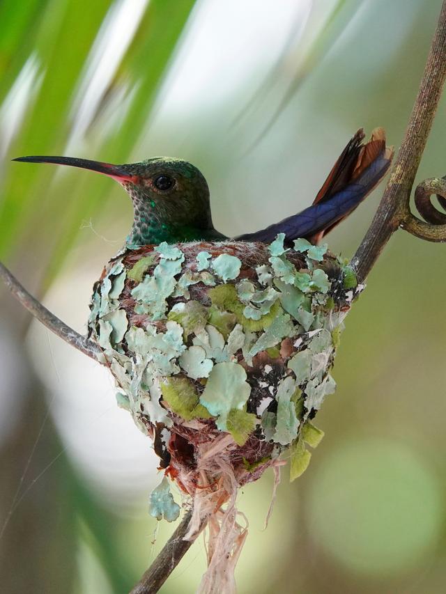 Hummingbird Nesting Behavior