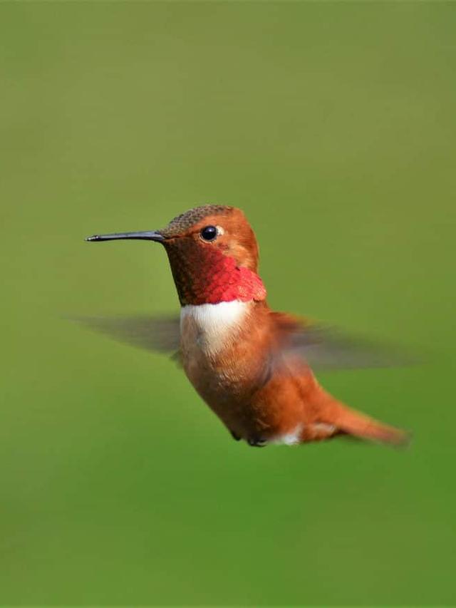 Hummingbird Rescue and Rehabilitation