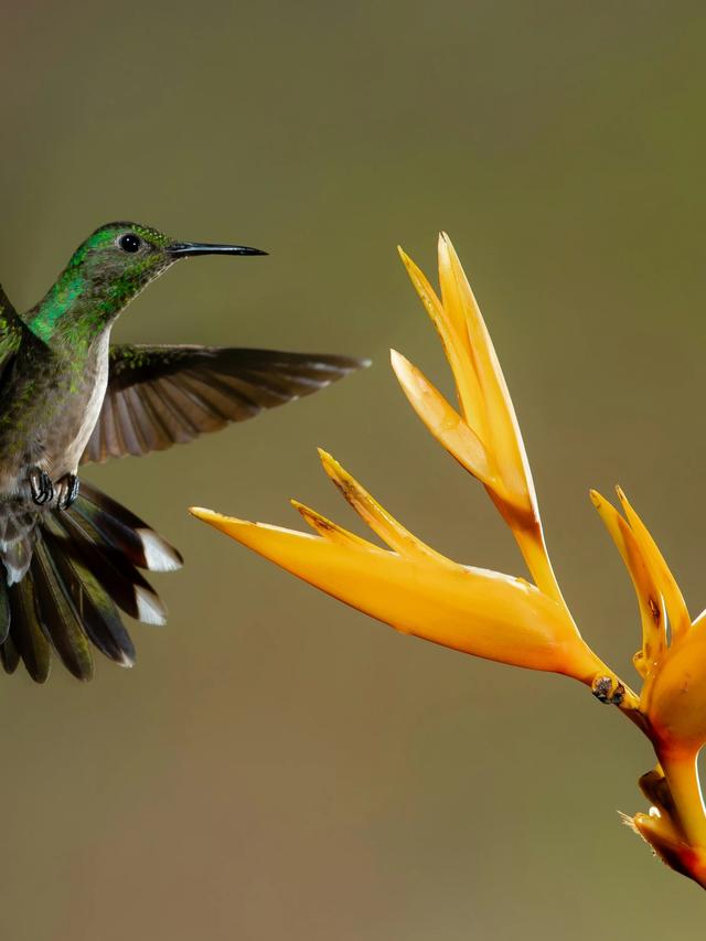 Hummingbirds and Their Relationship with Insects