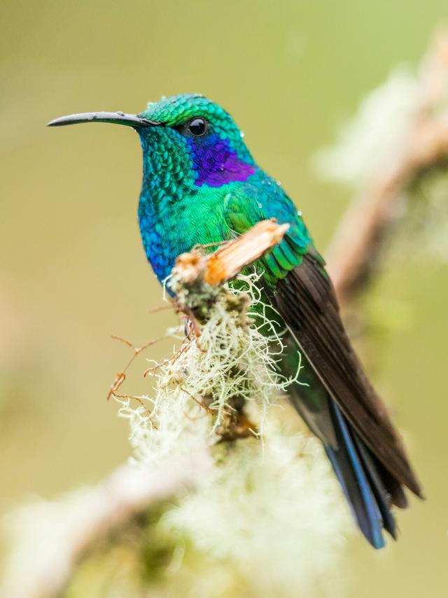 Hummingbirds and Their Unique Metabolism