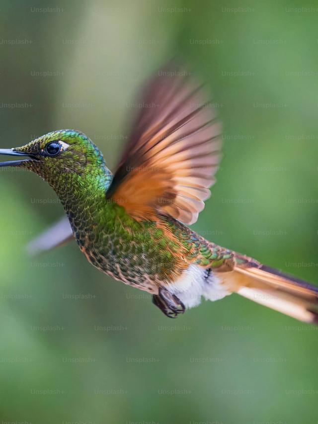 Hummingbirds in Different Regions of the World