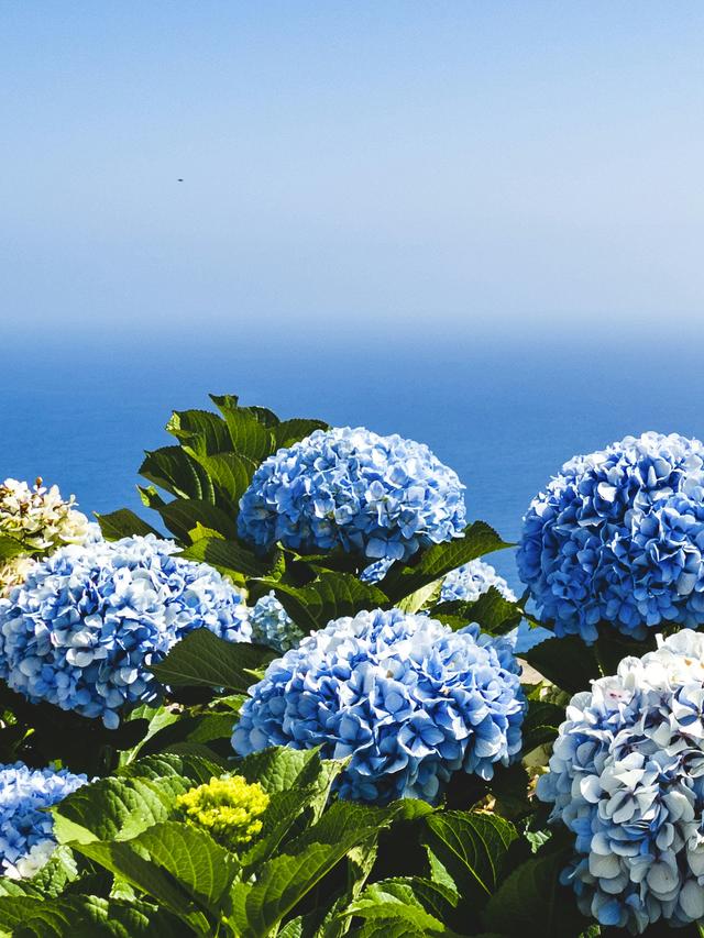 Hydrangea Care: Tips for This Popular Perennial