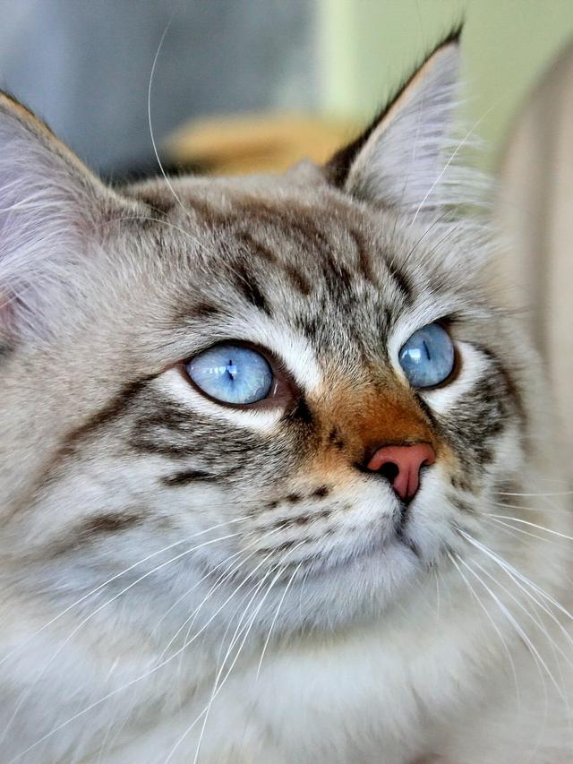 Hypoallergenic Cat Breeds