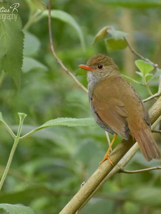 Identifying Birds with Orange Beaks: A Field Guide