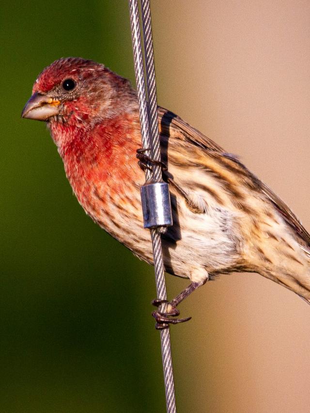 Identifying Birds with Red Chests