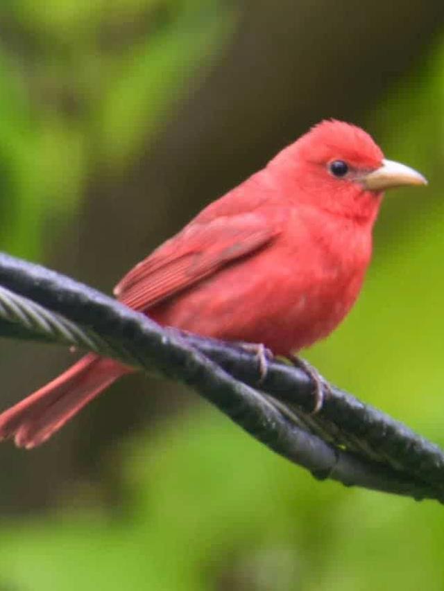 Identifying Birds with Red Heads: A Guide