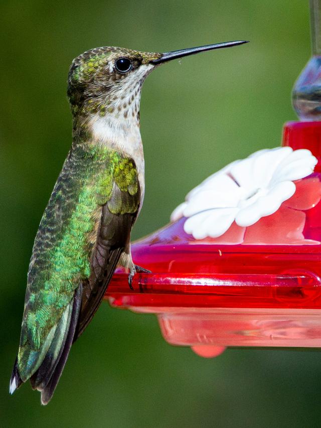 Innovative Hummingbird Face Feeders You Need to Try