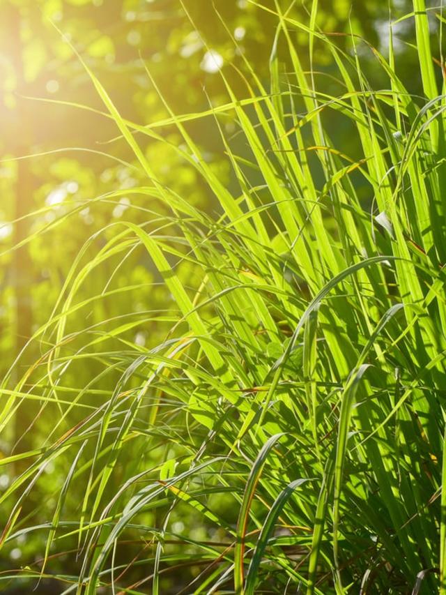 Is Citronella a Perennial? How to Grow It for Mosquito Repellent