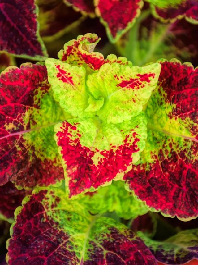 Is Coleus a Perennial? Tips for Growing This Colorful Plant