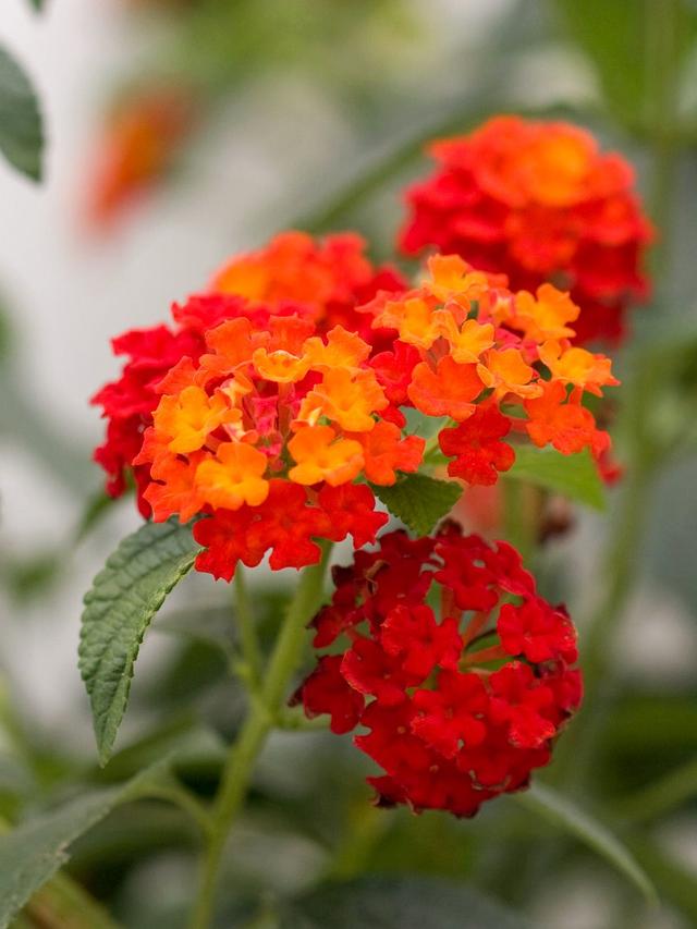 Is Lantana Annual or Perennial? How to Grow It Successfully