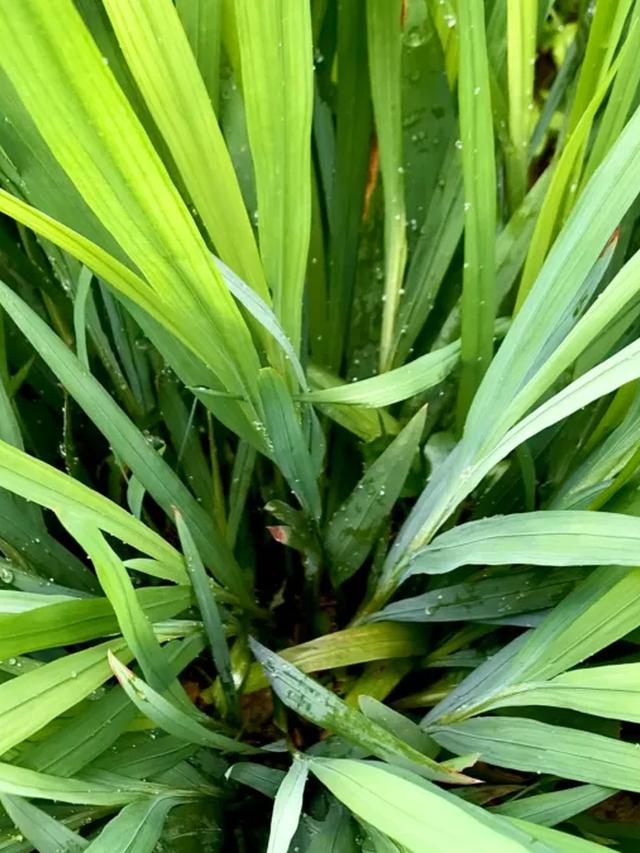 Is Lemongrass a Perennial? Growing Tips and Benefits