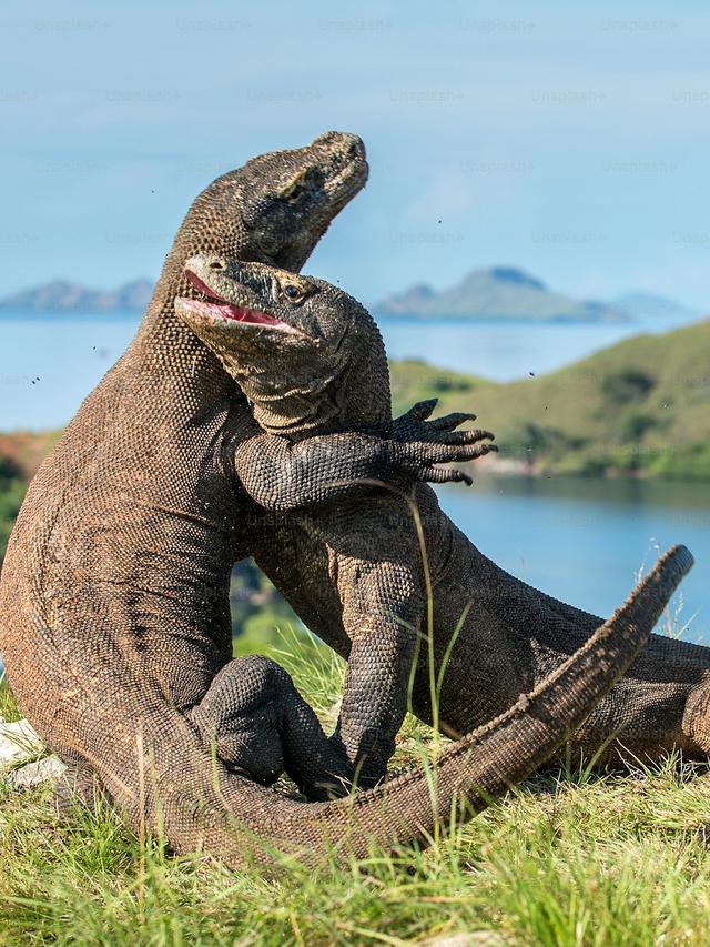 Komodo Dragons in Captivity