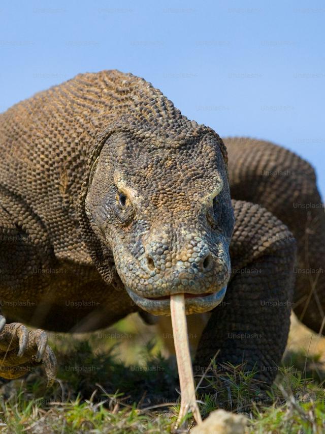 Komodo Dragons in the Wild