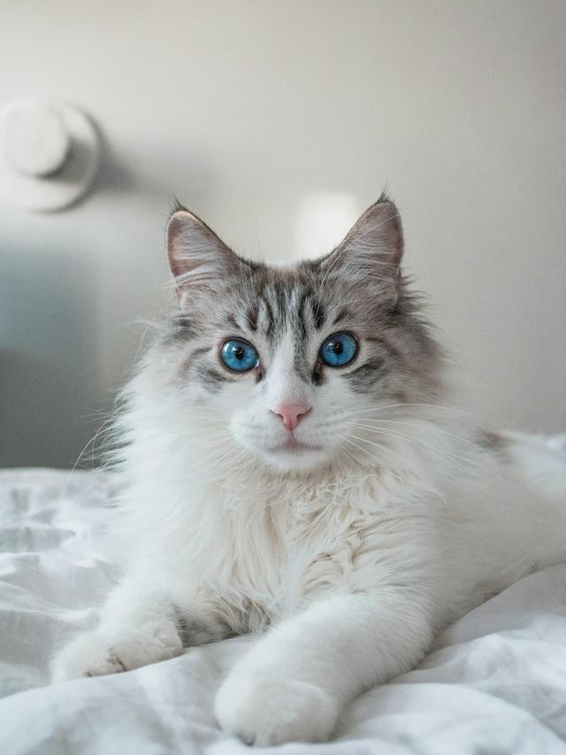 Long-Haired Cat Breeds to Adore