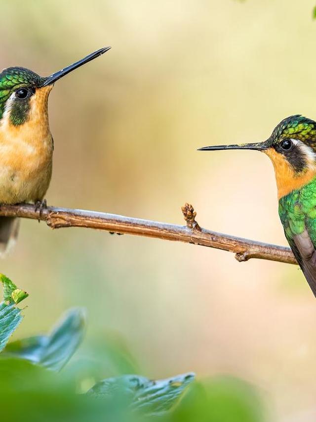 Long-term Consequences of Climate Change on Hummingbird Biodiversity