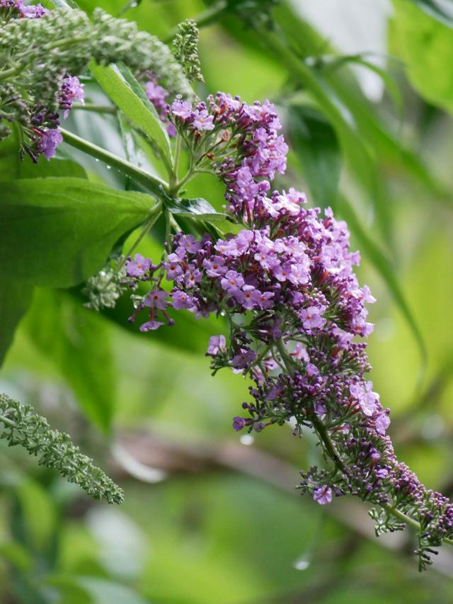 Low-Maintenance Perennial Flowers for Busy Gardeners