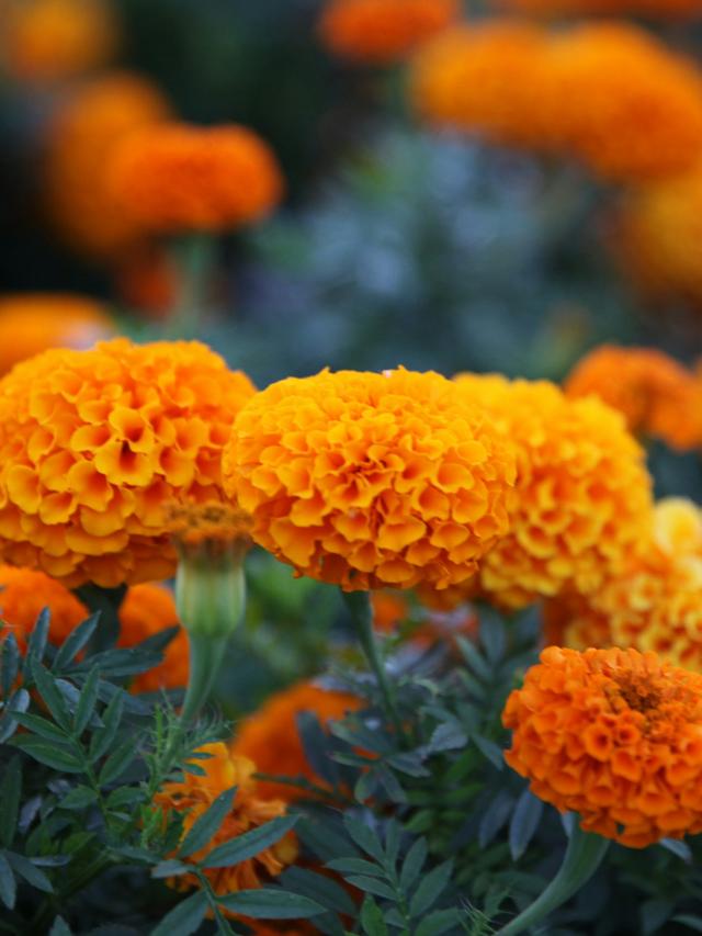 Marigold Flowers: Annuals or Perennials?