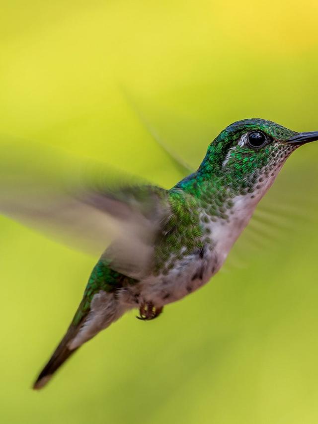 Must-Watch Hummingbird Documentaries on Netflix