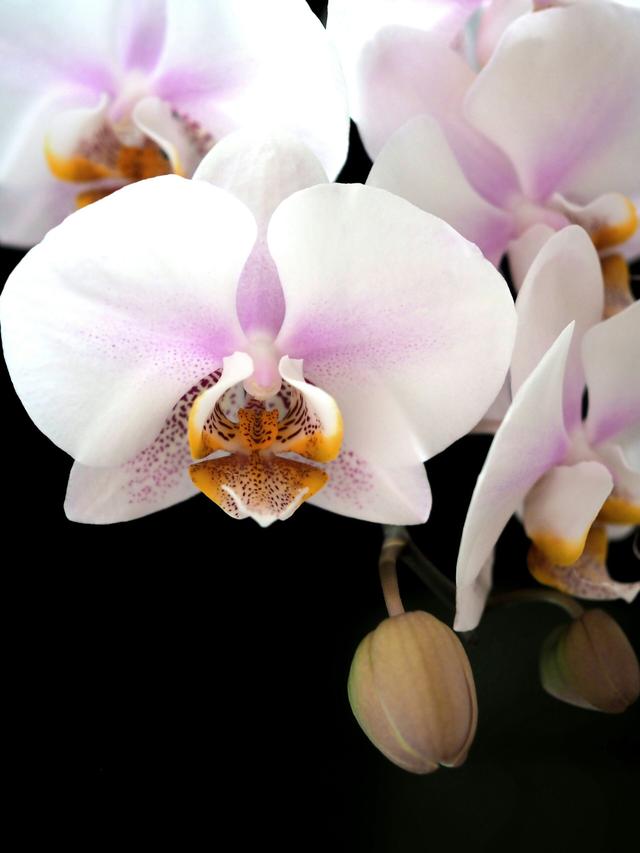 Orchid Care Simplified: Quick Tips for Busy Individuals