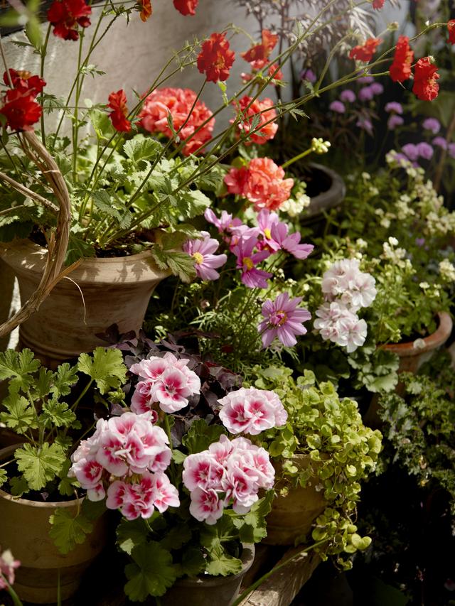 Perennial Flowers for Container Gardening