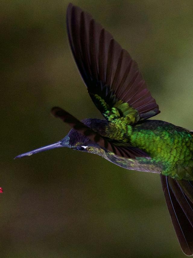 Perennial Flowers for Hummingbird Gardens