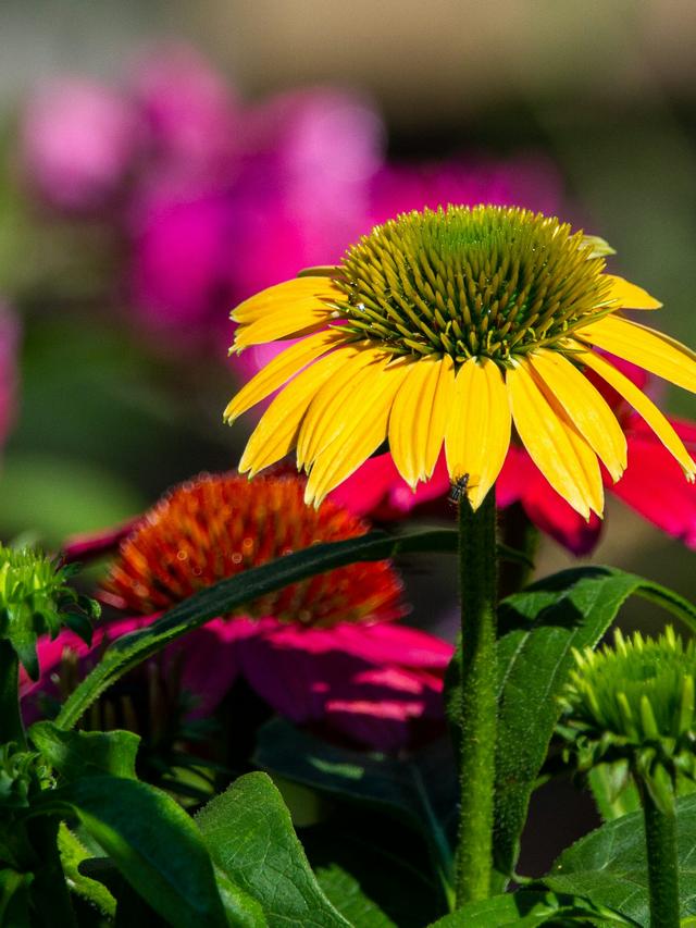 Perennial Flowers for Shade Gardens