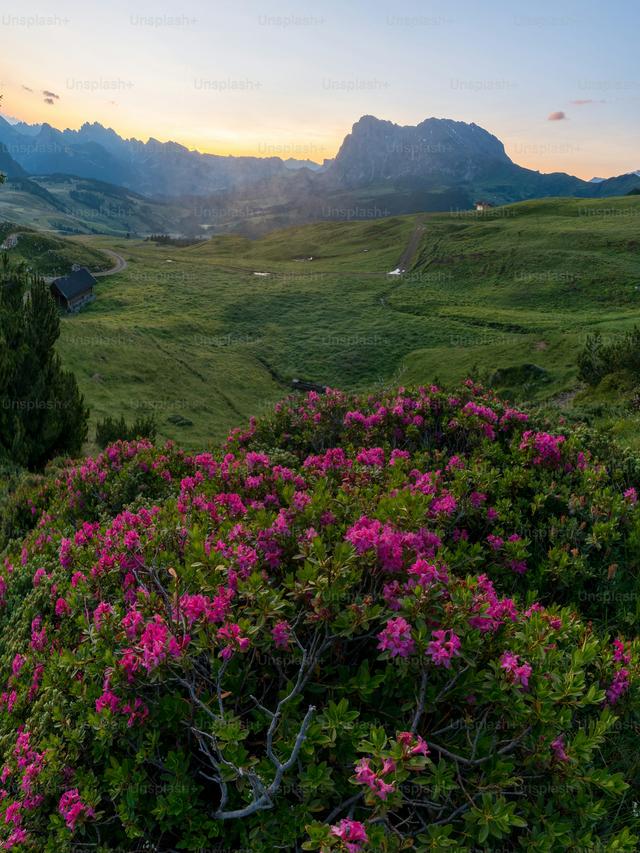 Perennial Flowers for Slopes and Hillsides